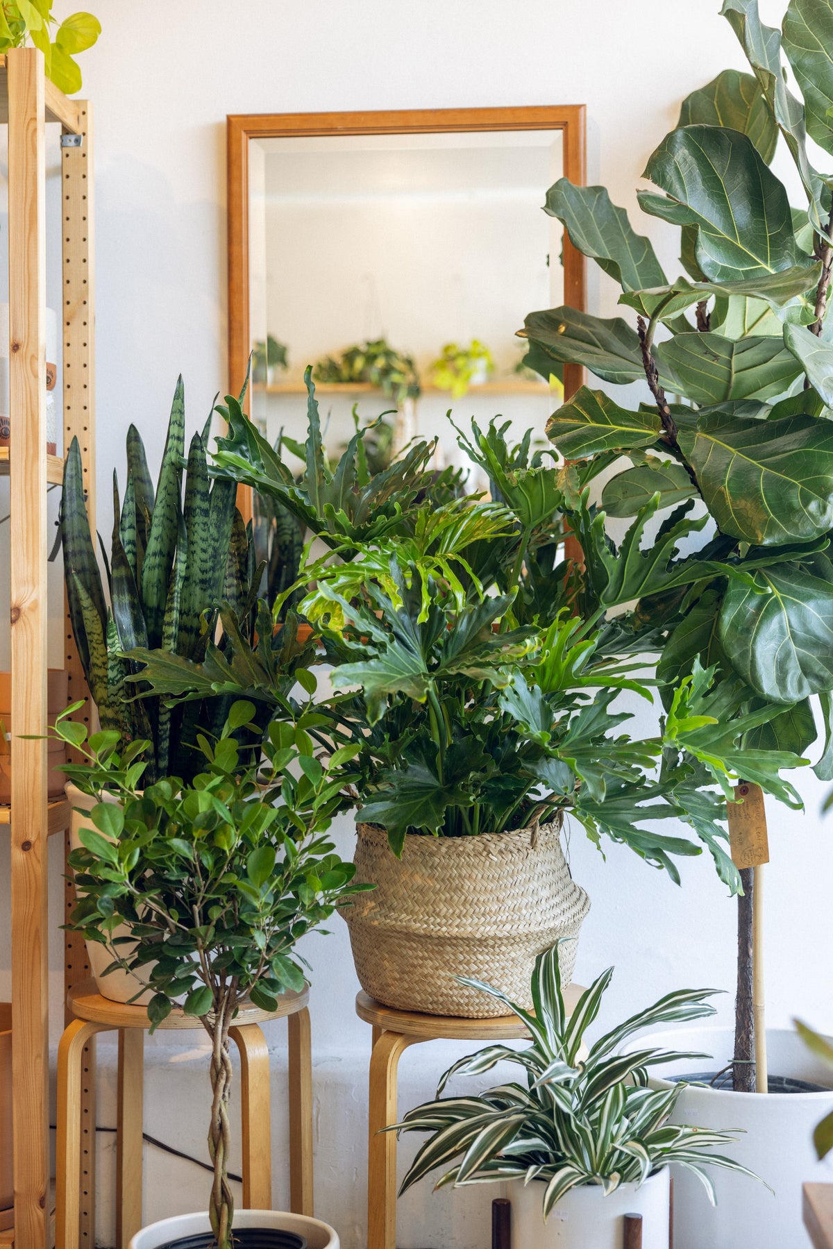Plants