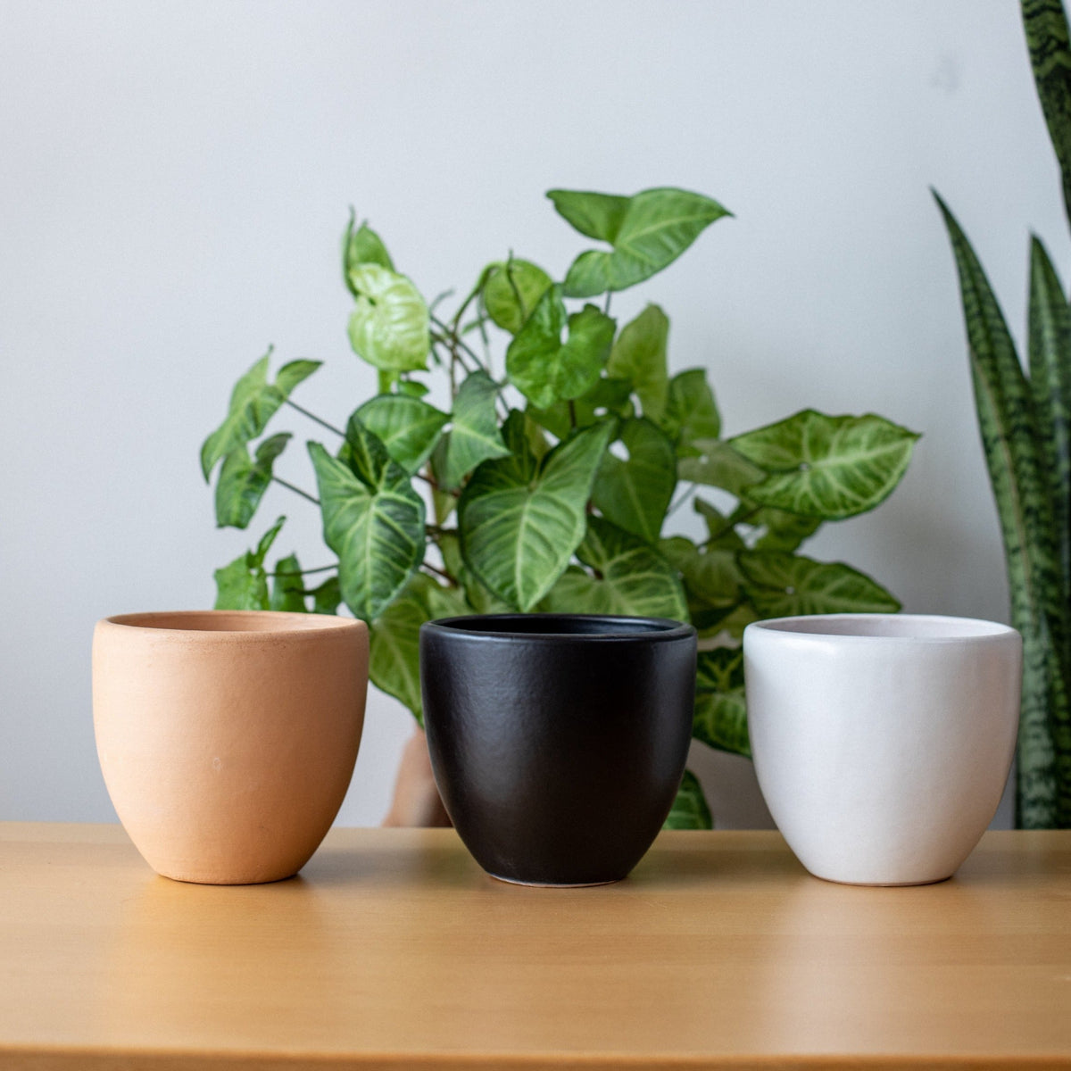Pots